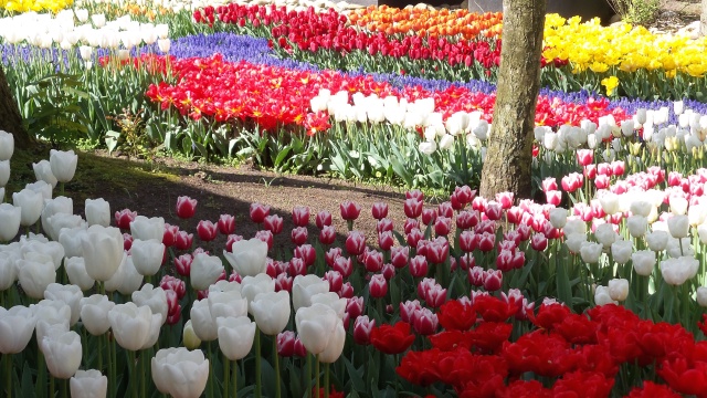 2014-04-17 Holland Tulips 65.jpg